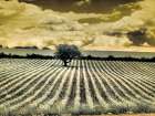 France, Provence, Sault. Lone tree and poppies. Art Print